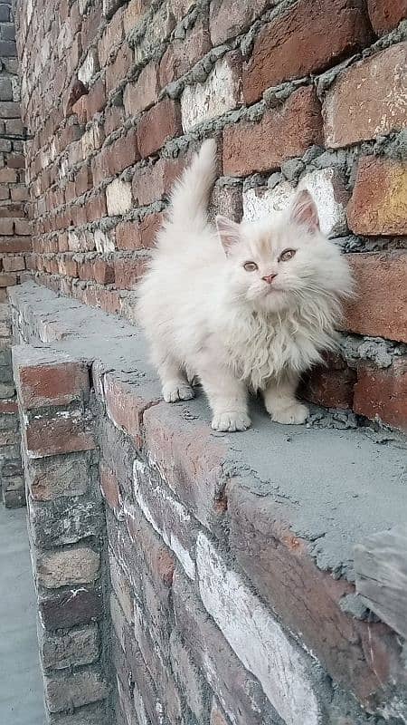 bi color male kitten for sale 0