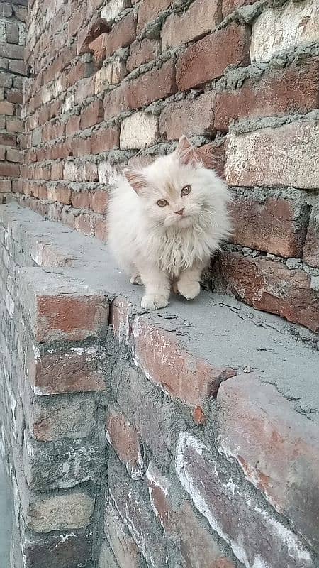 bi color male kitten for sale 3