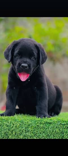 Labrador