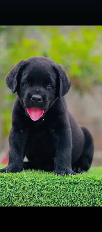 Labrador puppy/dog/puppies 0