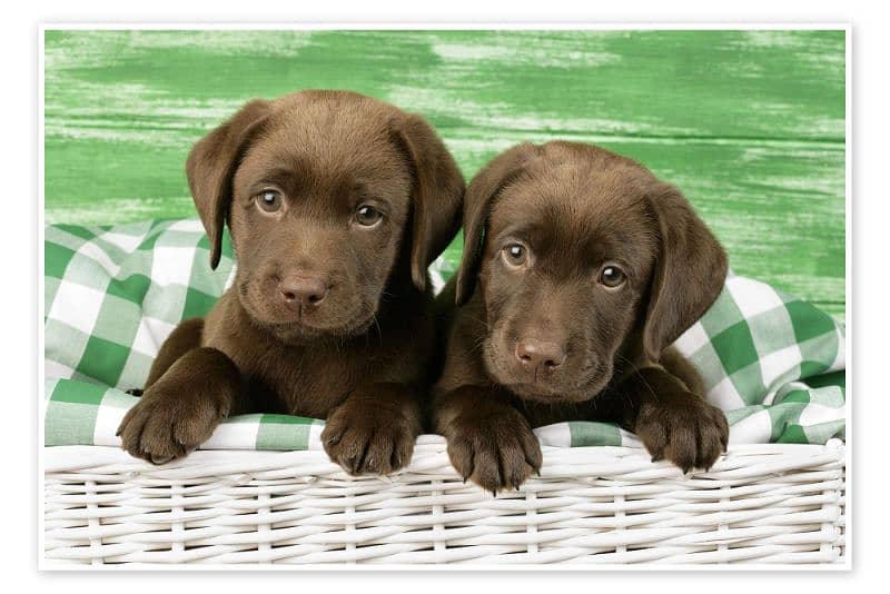 Labrador puppy/dog/puppies 1