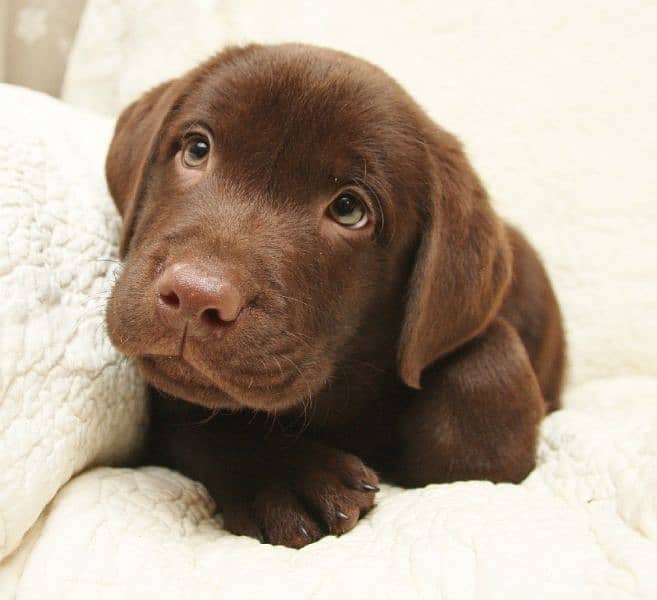 Labrador puppy/dog/puppies 2