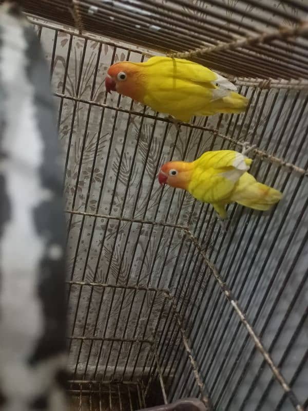 love birds lutino for sale first bred krni ha abhi 0