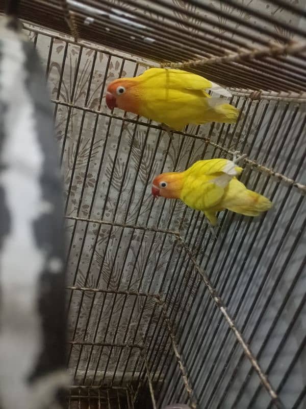 love birds lutino for sale first bred krni ha abhi 1