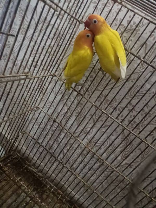 love birds lutino for sale first bred krni ha abhi 2