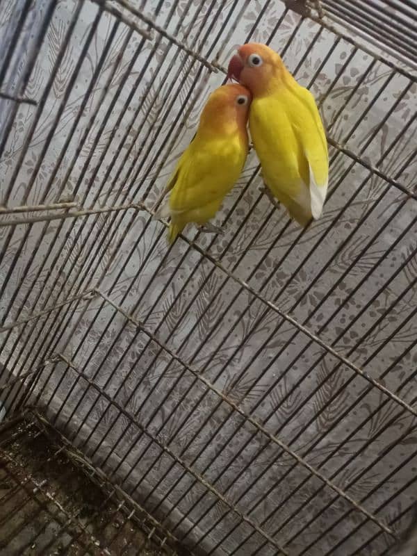 love birds lutino for sale first bred krni ha abhi 3