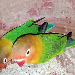 Fischer Lovebird for sale urgent confirm pair