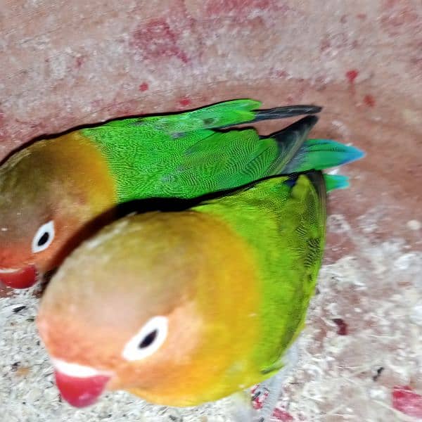 Fischer Lovebird for sale urgent confirm pair 1