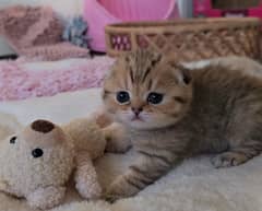 Scottish fold kittens