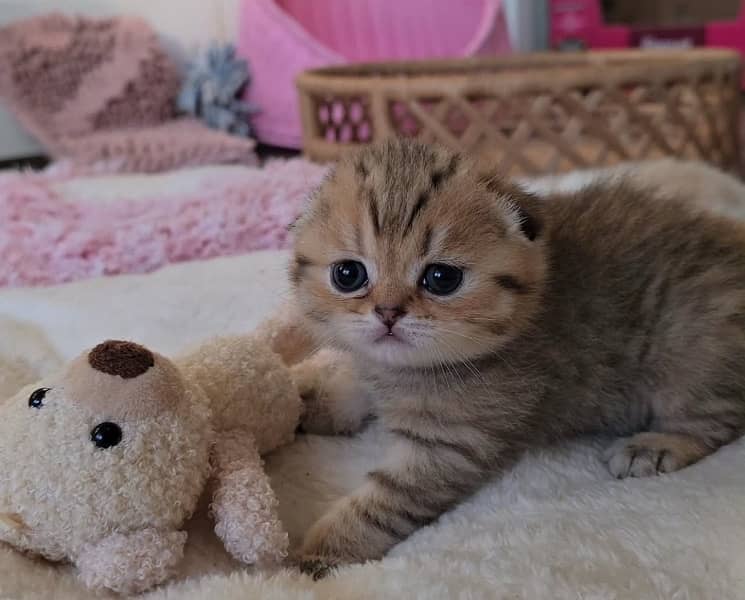 Scottish fold kittens 0