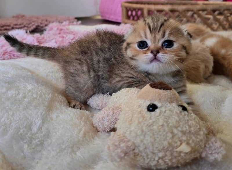 Scottish fold kittens 1