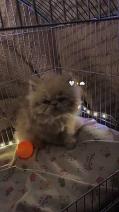 pure peke face persian cat