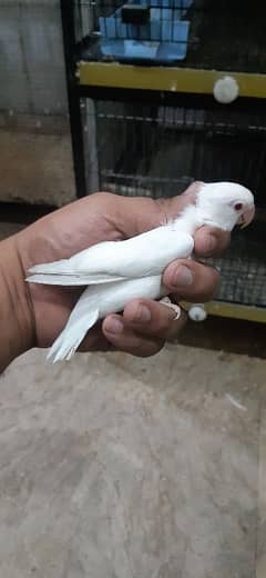 albino red eye crimeno