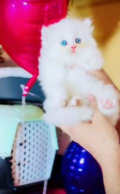 Cat| Persian| Blue eye| kitten| Punch face| (⁠⁠^⁠_⁠^⁠)⁠3 kot