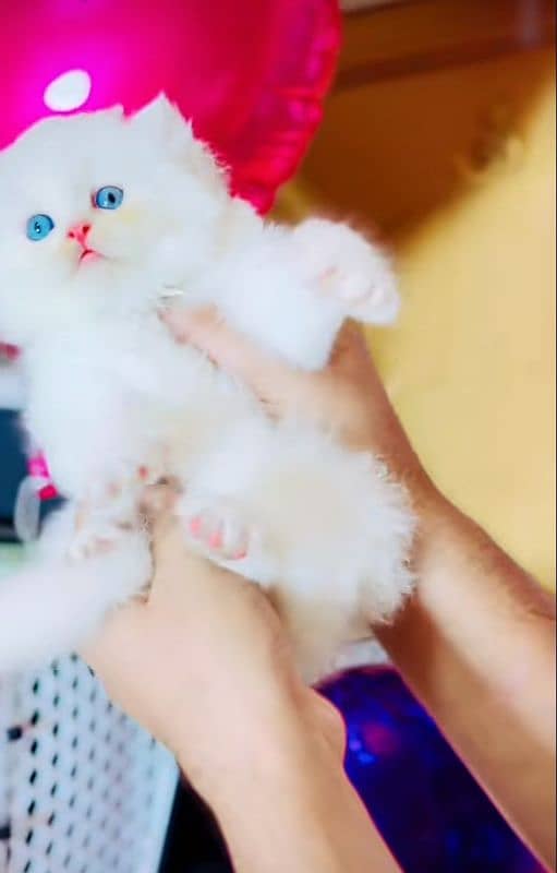 Cat| Persian| Blue eye| kitten| Punch face| (⁠⁠^⁠_⁠^⁠)⁠3 kot 2