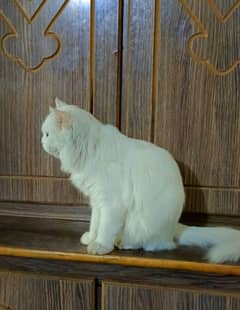 Persian cat double coat