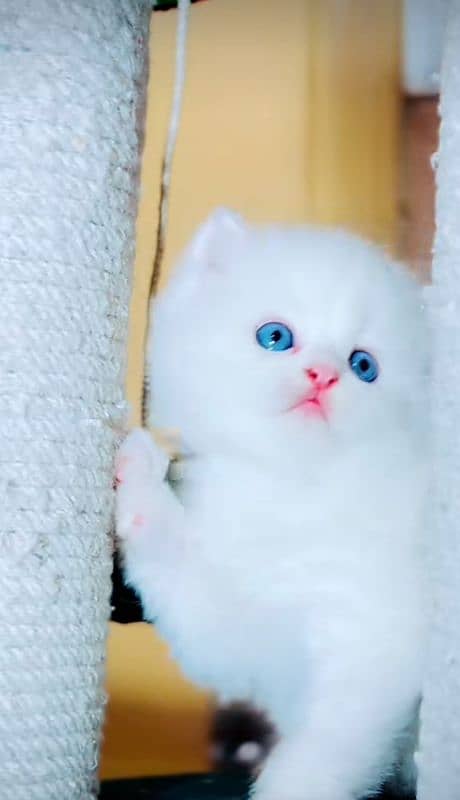 Cat| Persian| Blue eye| kitten| Punch face| 3 kot⁠⁠(⁠´⁠ε⁠⁠ ⁠) 1