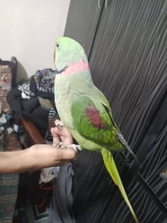 talking raw parrot male for sale