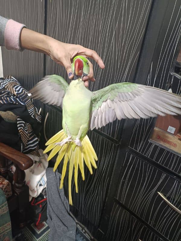 talking raw parrot male for sale 1