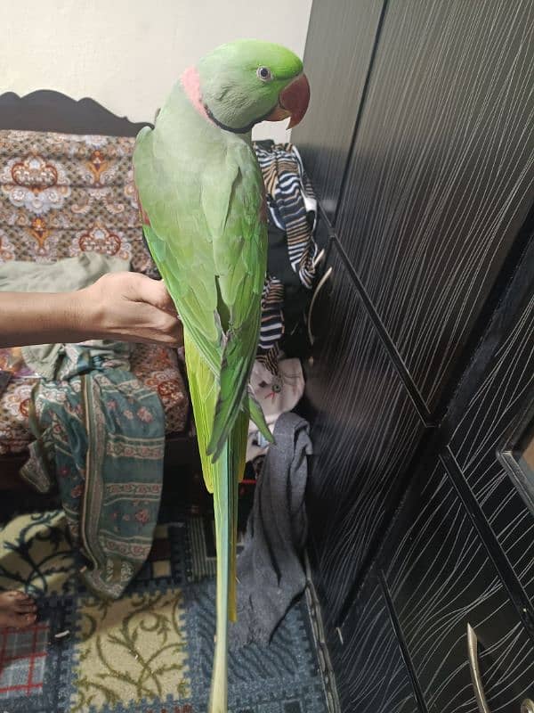 talking raw parrot male for sale 2