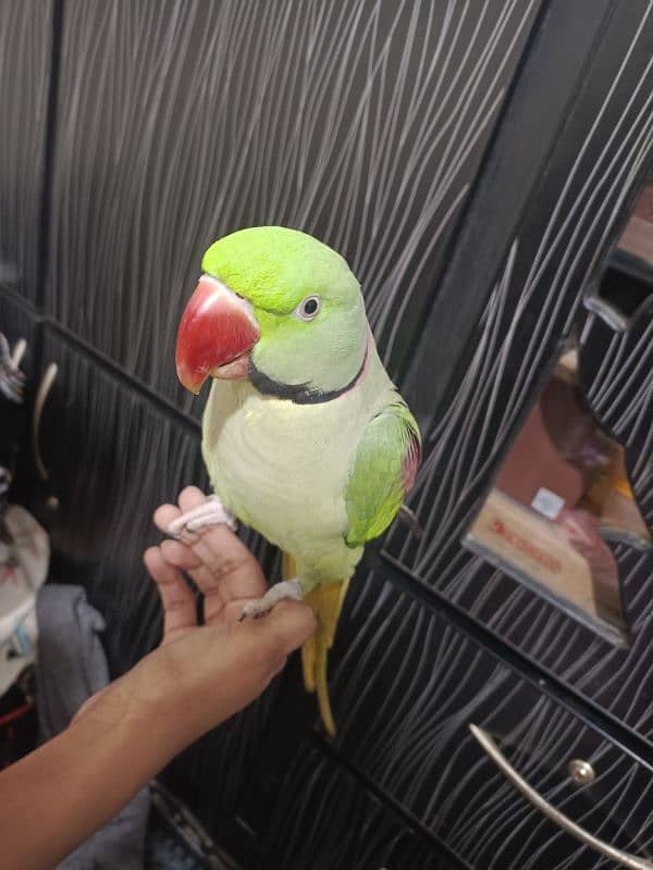 talking raw parrot male for sale 3