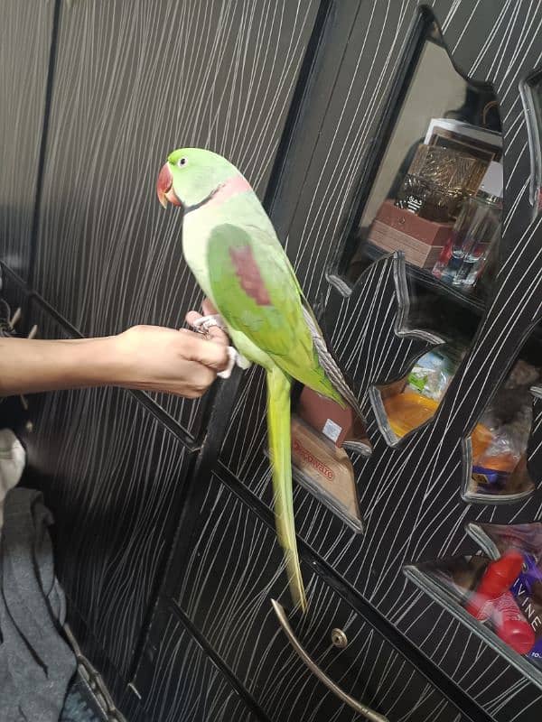 talking raw parrot male for sale 4