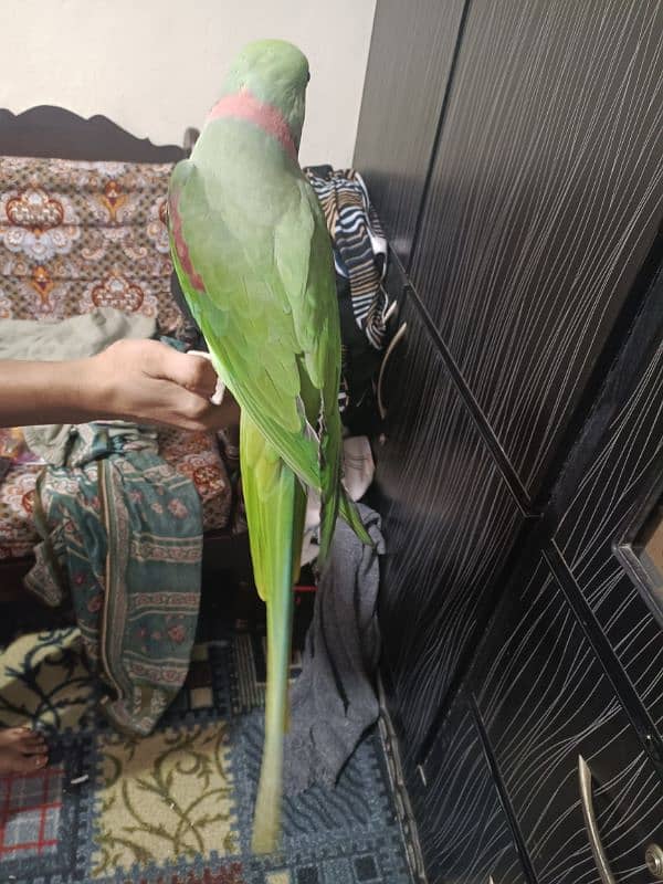 talking raw parrot male for sale 5