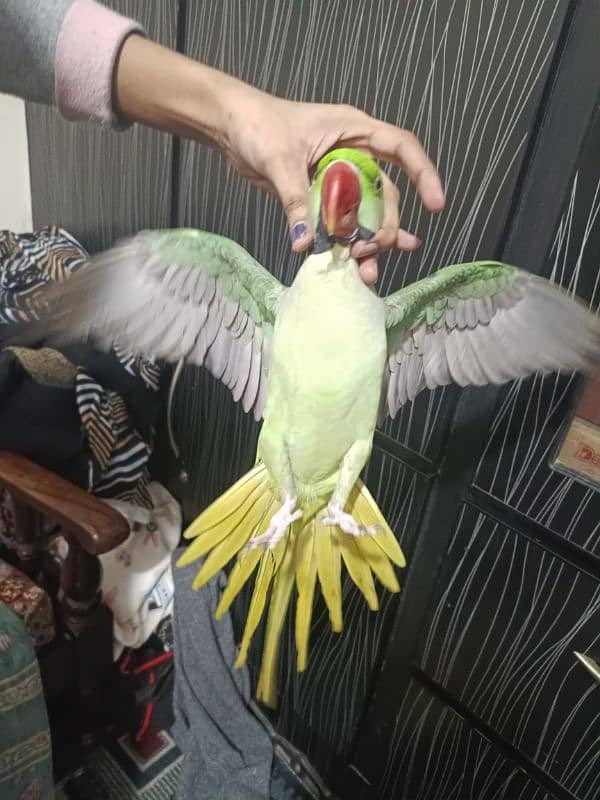 talking raw parrot male for sale 7