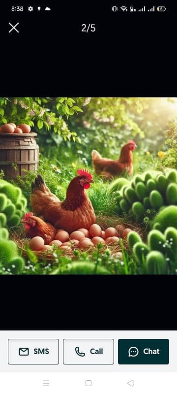 Fresh Fertile eggs for sale 0