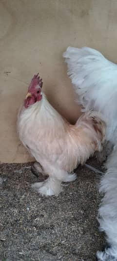 White Bantam Male | Roster | Murgha