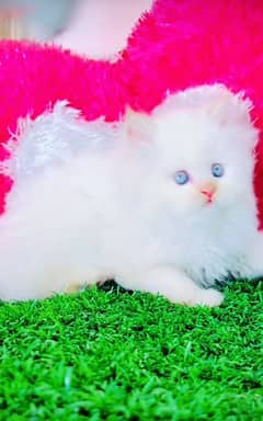 Cat| Persian| Blue eye| kitten| Punch face| 3 kot⁠(⁠. ⁠ ⁠⁠ ⁠ᴗ⁠ ⁠⁠. ⁠)