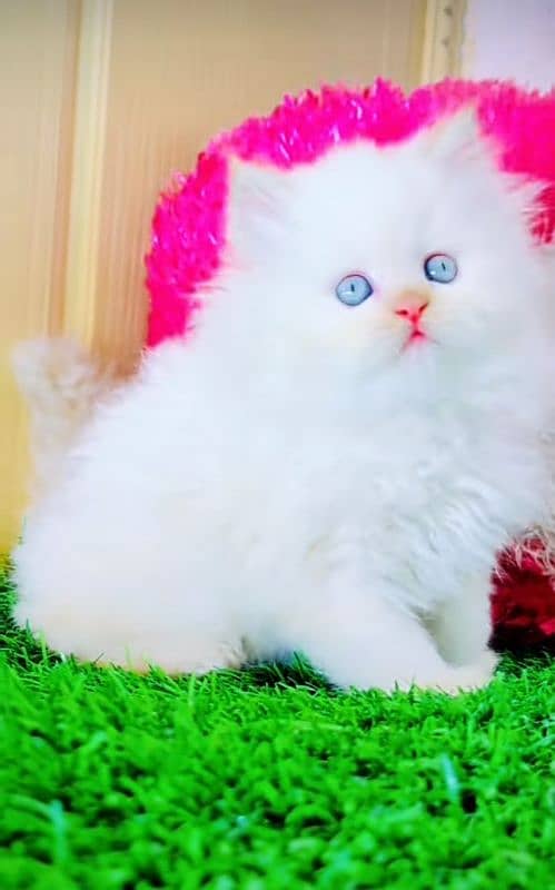 Cat| Persian| Blue eye| kitten| Punch face| 3 kot⁠(⁠. ⁠ ⁠⁠ ⁠ᴗ⁠ ⁠⁠. ⁠) 1