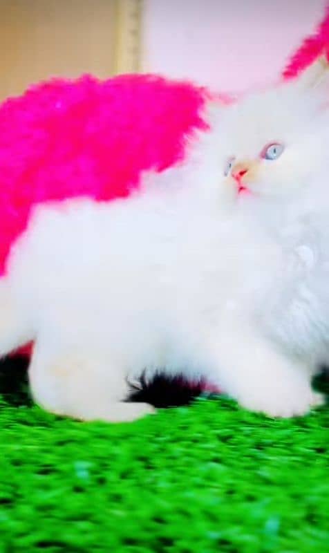 Cat| Persian| Blue eye| kitten| Punch face| 3 kot⁠(⁠. ⁠ ⁠⁠ ⁠ᴗ⁠ ⁠⁠. ⁠) 3