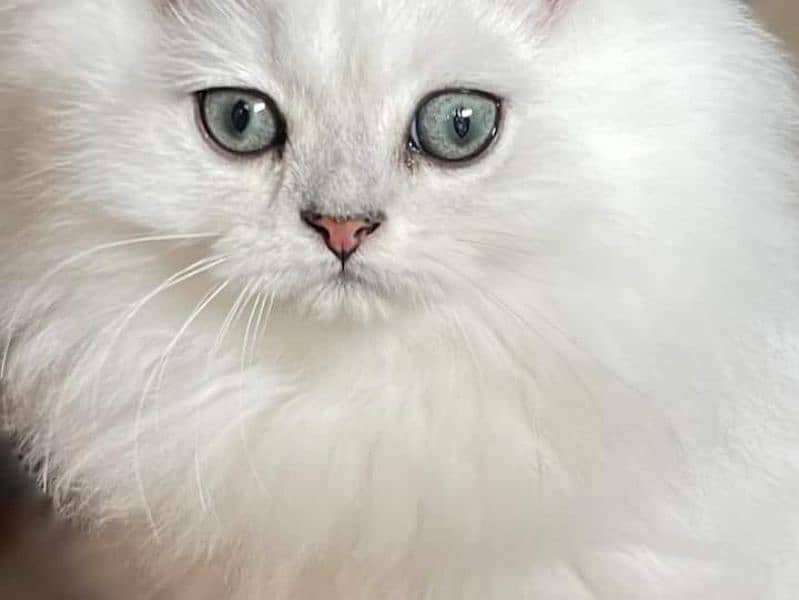 Cat| Persian| Blue eye| kitten| Punch face| 3 kot≧⁠∇⁠≦⁠ ⁠⁠⁠ 1