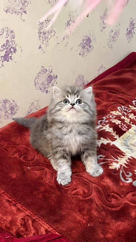 Cat| Persian| Blue eye| kitten| Punch face| 3 kot(⁠ب⁠_⁠ب⁠) 0