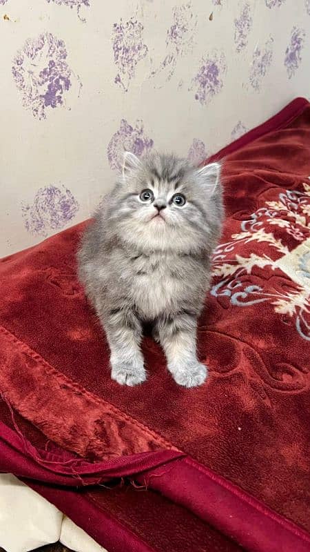 Cat| Persian| Blue eye| kitten| Punch face| 3 kot(⁠ب⁠_⁠ب⁠) 1