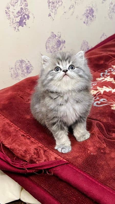 Cat| Persian| Blue eye| kitten| Punch face| 3 kot(⁠ب⁠_⁠ب⁠) 2