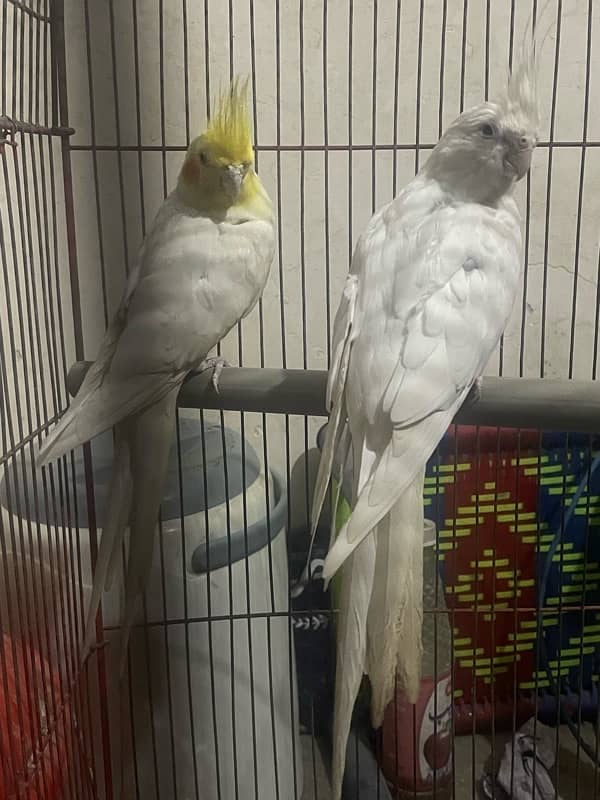 Cokatail parrots pair All okay Active pair 0