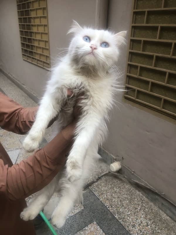 parsian cat fully vaccinated 1