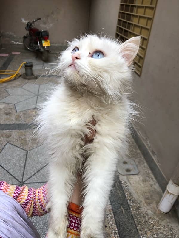 parsian cat fully vaccinated 2