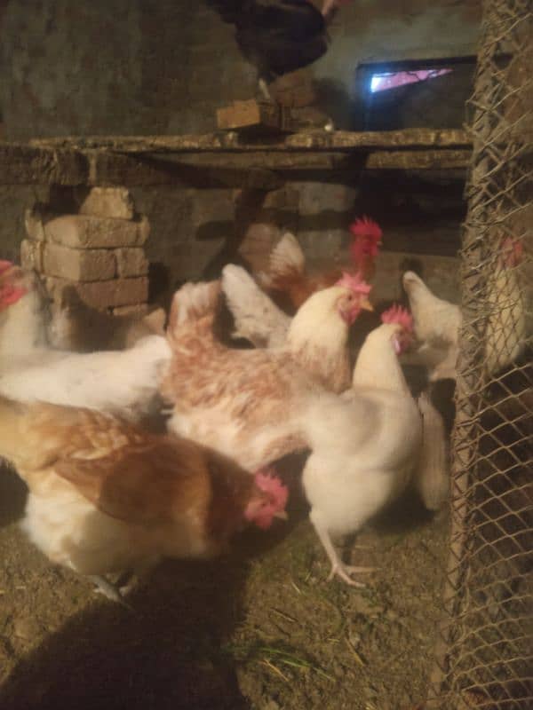 desi hens for sale 0