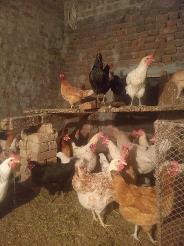 desi hens for sale 1