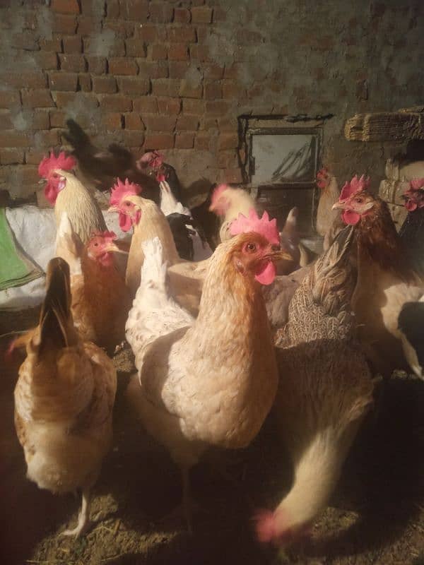 desi hens for sale 2