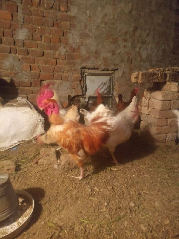 desi hens for sale 3