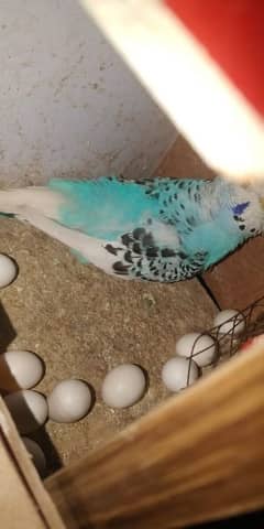 Budgie pair with eggs + Chiks