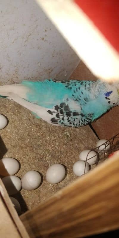 Budgie pair with eggs + Chiks 0