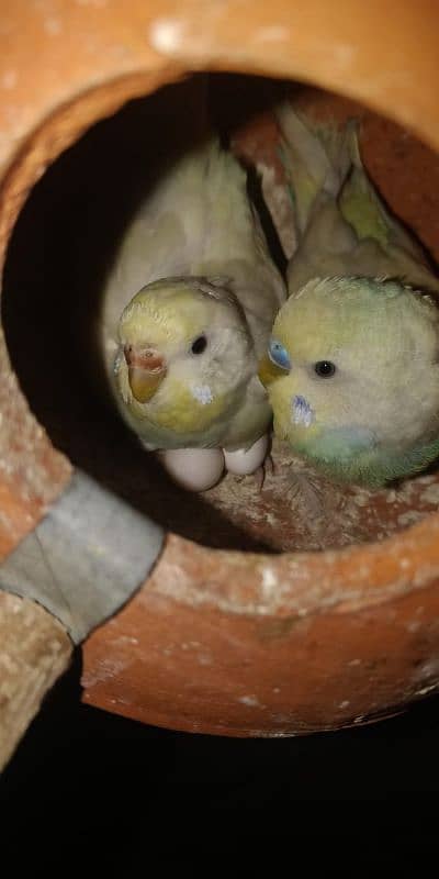 Budgie pair with eggs + Chiks 1