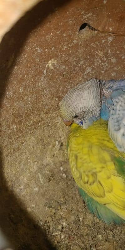 Budgie pair with eggs + Chiks 2