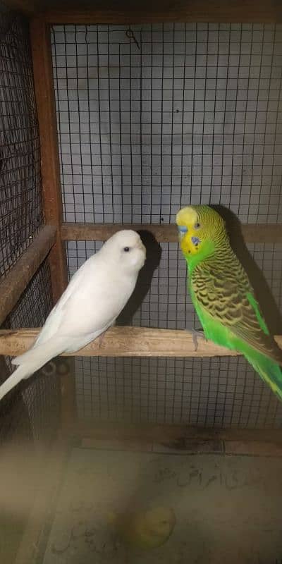 Budgie pair with eggs + Chiks 3