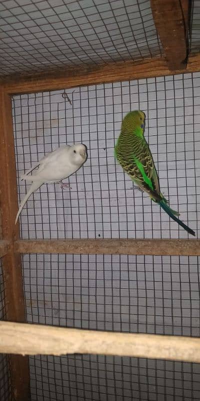 Budgie pair with eggs + Chiks 4